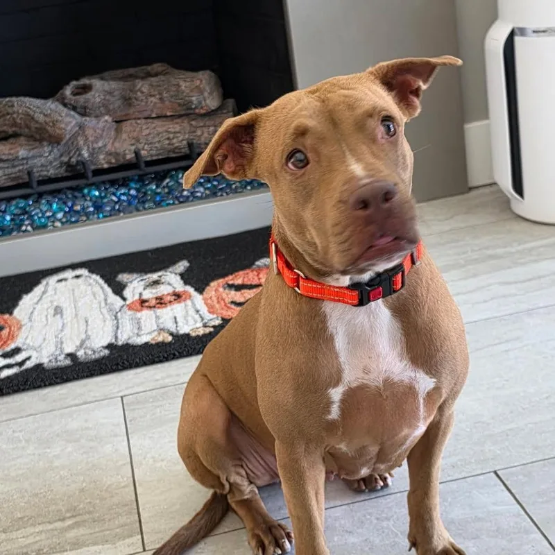 An adult medium-sized female Yellow / Tan / Blond / Fawn Boxer dog named Aspen for adoption in McMinnville, OR