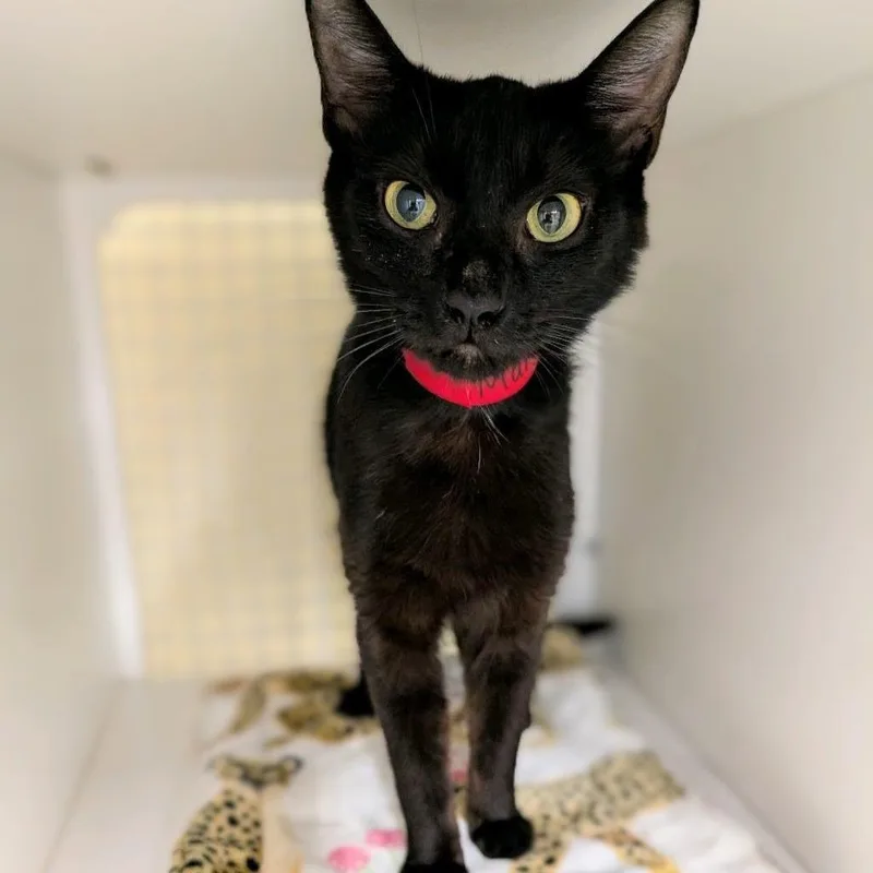 An adult medium-sized female Black Domestic Short Hair cat named Margarita for adoption in Hamburg, NY