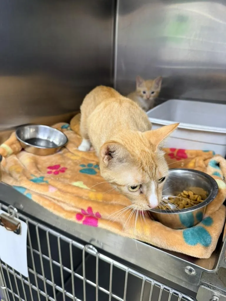 A young medium-sized female Tabby (Orange / Red) Domestic Short Hair cat named Nyla and Nelson for adoption in Petersburg, VA