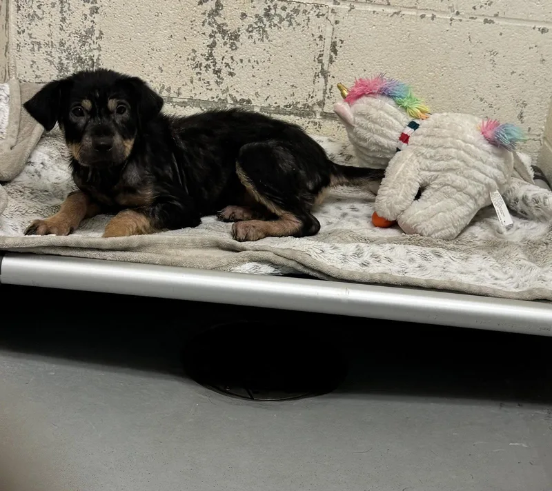 A young medium-sized female Rottweiler dog named Katara for adoption in Rowlett, TX