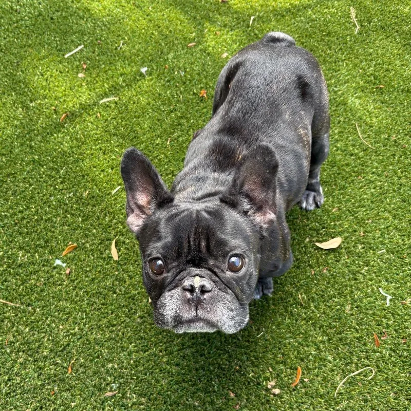 Coco