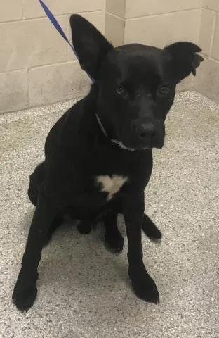 A young medium-sized male Labrador Retriever dog named Hendrix for adoption in Conroe, TX