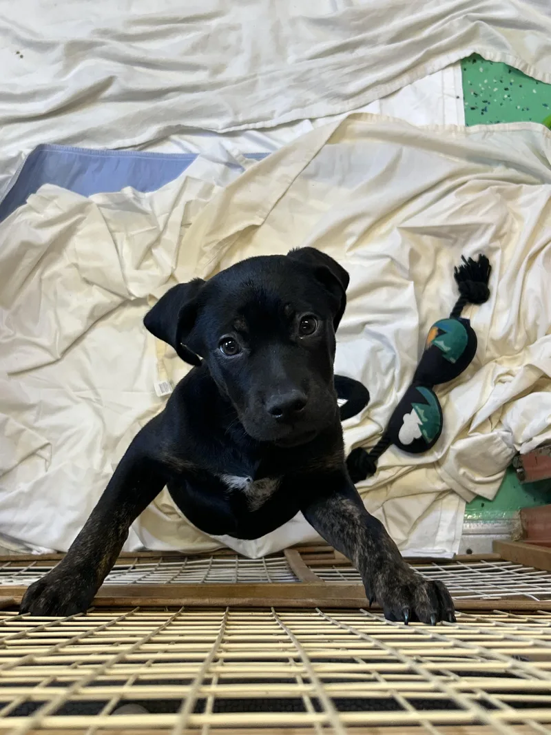 A baby medium-sized female Labrador Retriever dog named Ham for adoption in Southold, NY