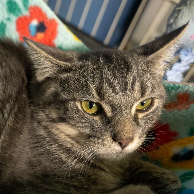 A baby small-sized male Domestic Short Hair cat named Pennington and Peepers for adoption in Lapeer, MI