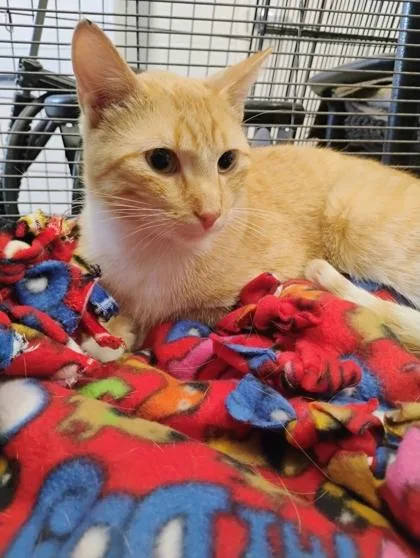 An adult small-sized male Domestic Short Hair cat named Mister Marmalade for adoption in Beatrice, NE
