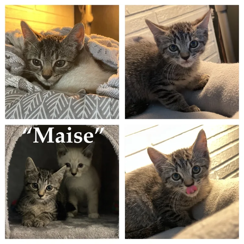 A baby small-sized female Domestic Short Hair cat named Maise for adoption in Palm City, FL