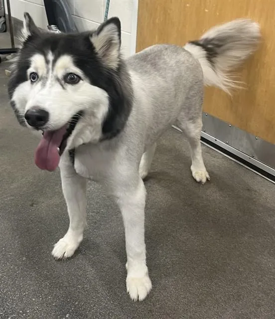 An adult large-sized male Siberian Husky dog named Chase for adoption in Upper Marlboro, MD
