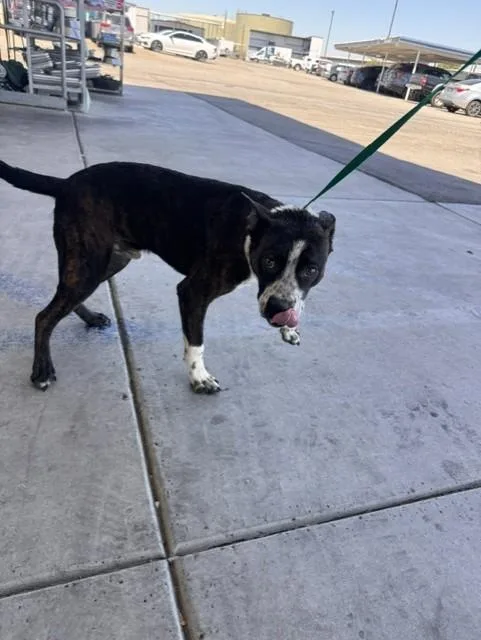 A young large-sized male Pit Bull Terrier dog named Bruno for adoption in Bakersfield, CA