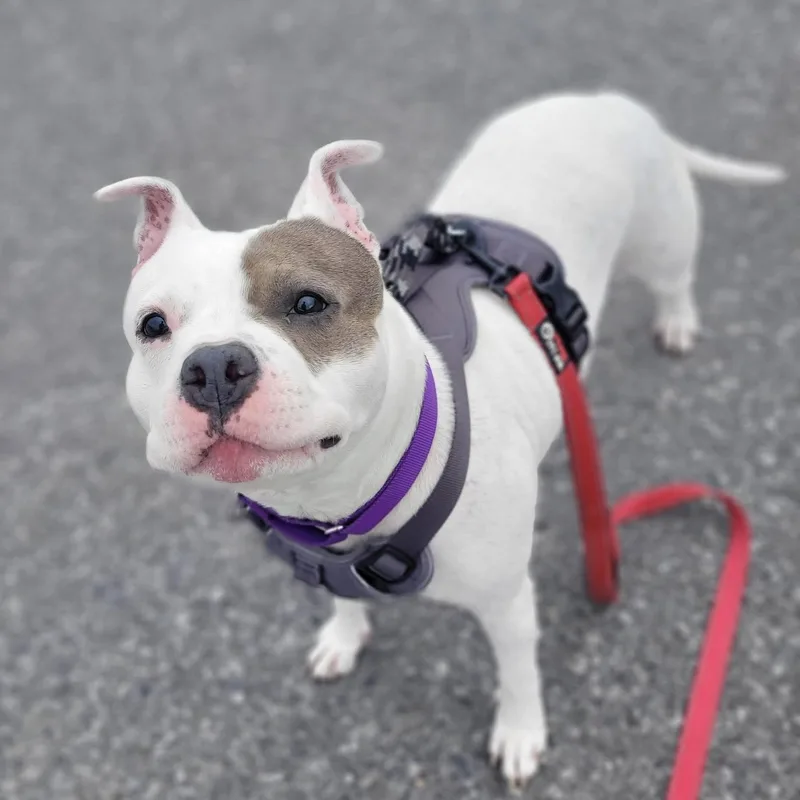 An adult medium-sized female Gray / Blue / Silver Terrier dog named Mackenzie for adoption in Syracuse, NY