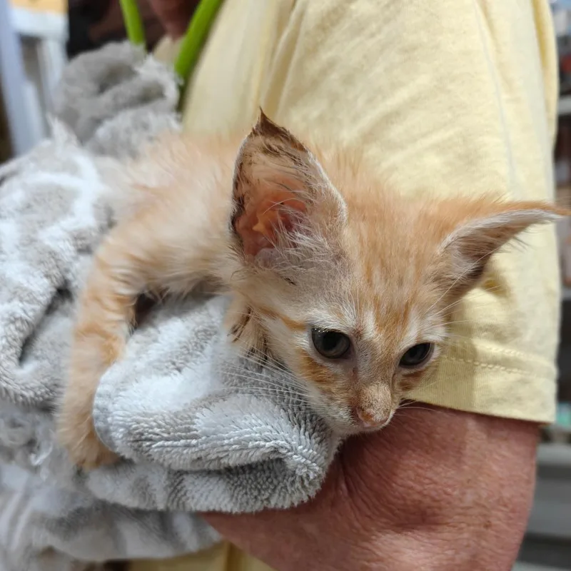 A baby small-sized male Orange / Red Domestic Short Hair cat named Shrimp for adoption in New Orleans, LA