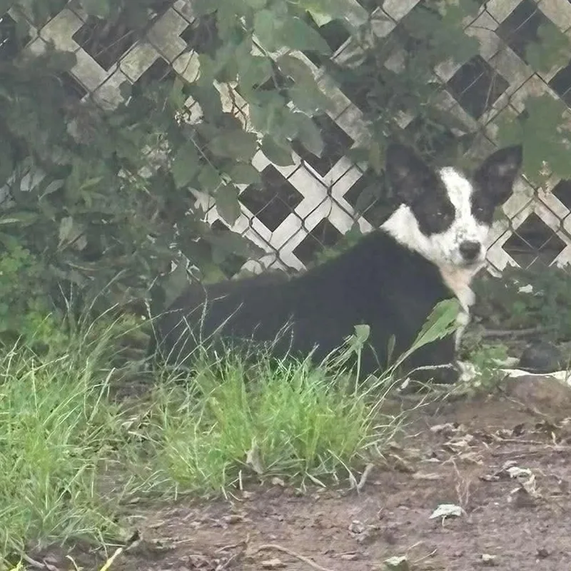 A baby medium-sized female Black Border Collie dog named Sky for adoption in Brockport, NY