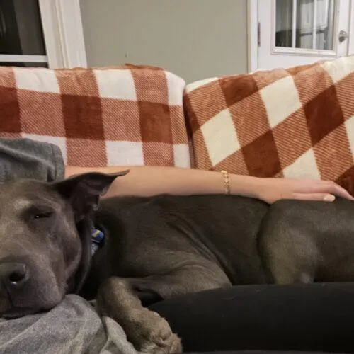 A young medium-sized female Gray / Blue / Silver Labrador Retriever dog named Laya for adoption in Sanford, NC