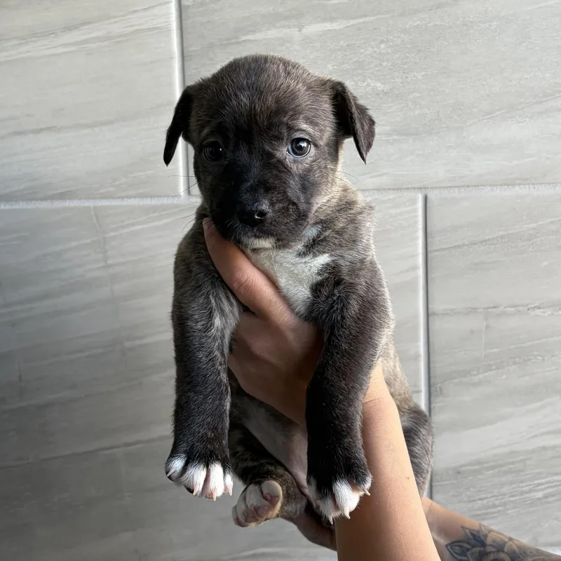 A baby medium-sized female Mixed Breed dog named Nike for adoption in Henderson, NV