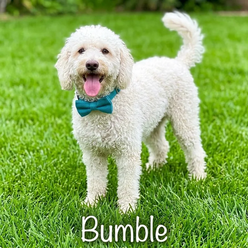 An adult small-sized male White / Cream Miniature Poodle dog named Bumble for adoption in Las Vegas, NV
