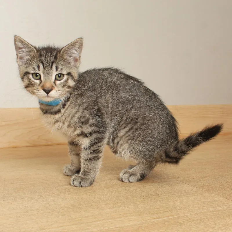 A baby small-sized male Brown / Chocolate Domestic Short Hair cat named Cicada C for adoption in Minnetonka, MN