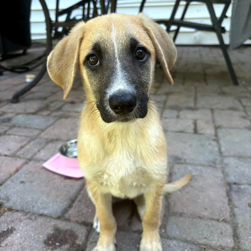 A baby medium-sized female Yellow / Tan / Blond / Fawn Yellow Labrador Retriever dog named India for adoption in Chantilly, VA