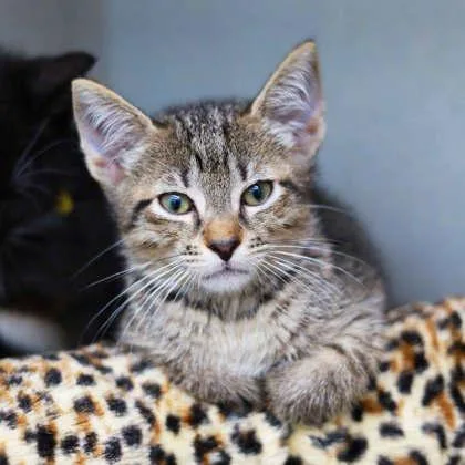 A baby small-sized male Brown / Chocolate Domestic Short Hair cat named Portobello for adoption in Atlanta, GA