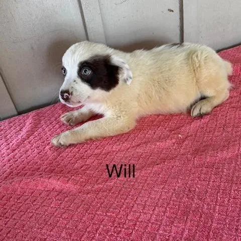 A baby medium-sized male White / Cream Mixed Breed dog named Will for adoption in Alexandria, VA