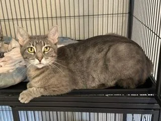 An adult small-sized female Gray / Blue / Silver Tabby cat named Cookie for adoption in Parlier, CA