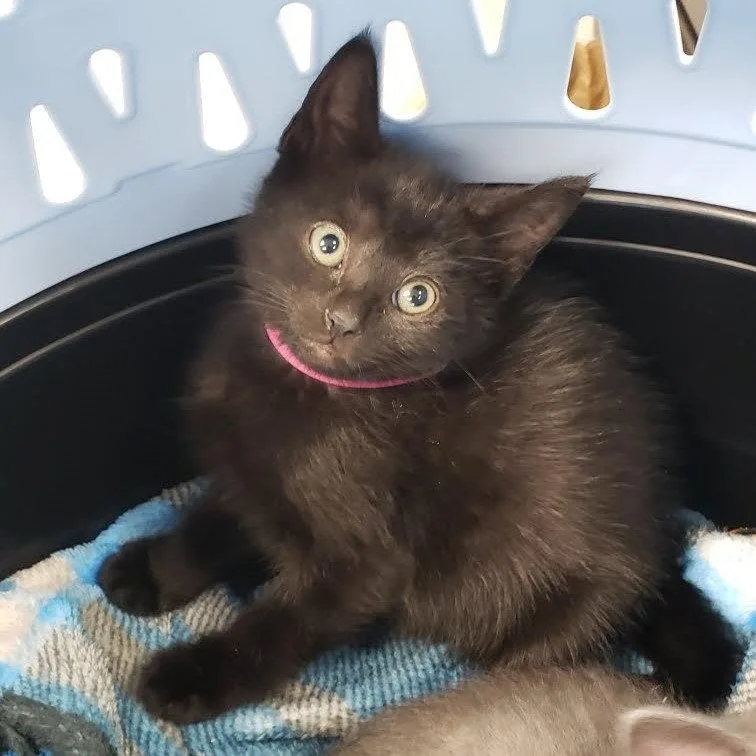 A baby small-sized female Black Domestic Short Hair cat named Caviar for adoption in Oakland, CA