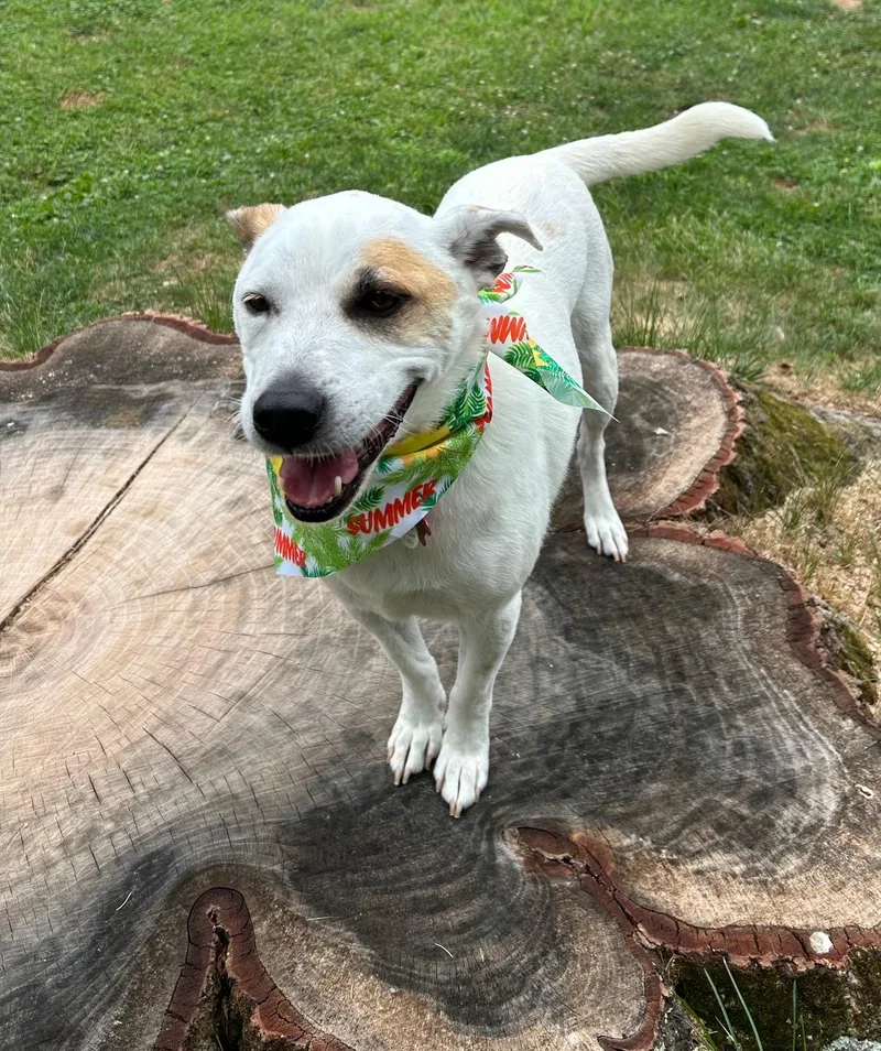 An adult medium-sized male White / Cream Mixed Breed dog named Jasper for adoption in Williamstown, NJ