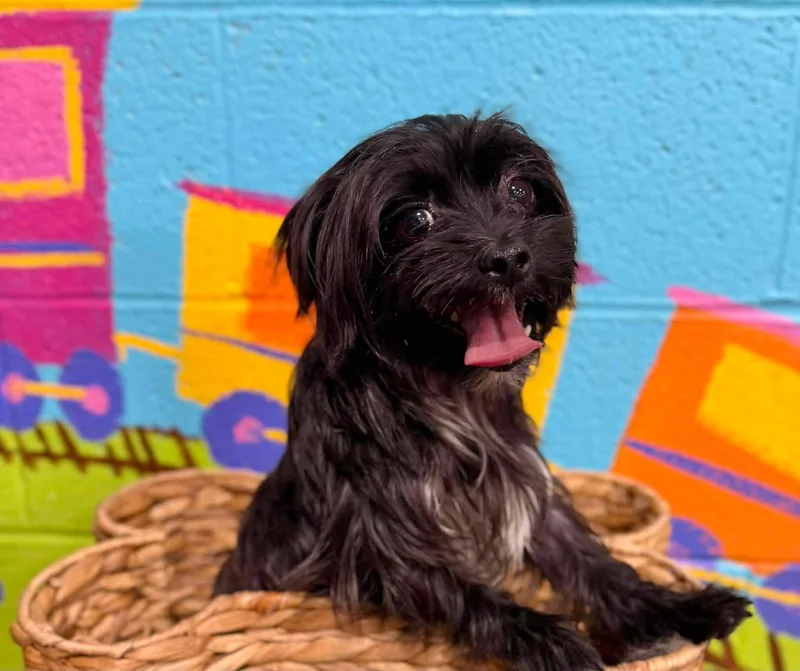 An adult small-sized female Black Morkie dog named Cora for adoption in Antioch, TN
