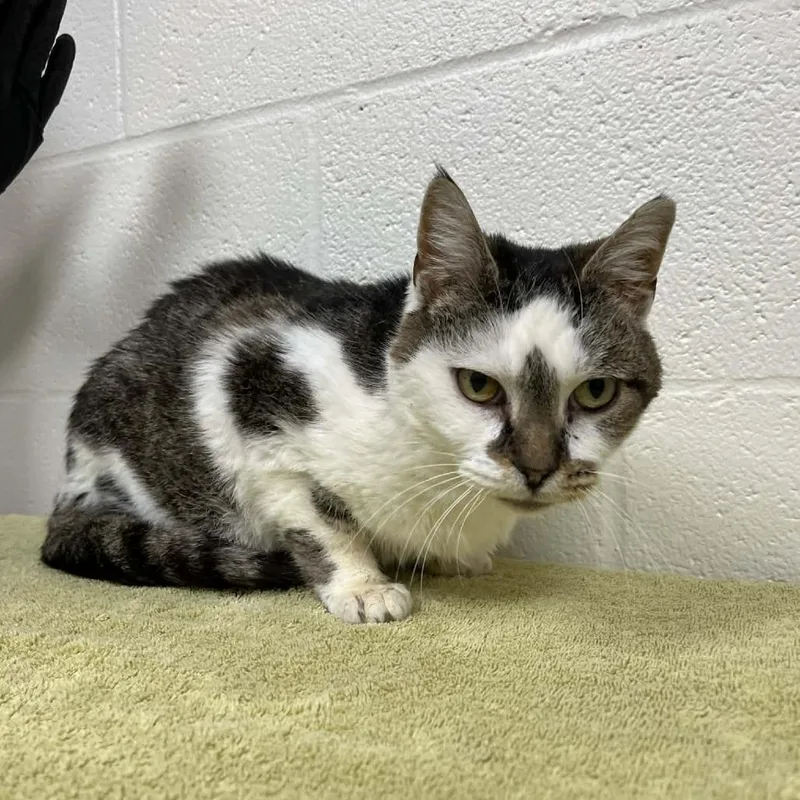 A senior medium-sized female Brown / Chocolate Domestic Short Hair cat named Coraleigh for adoption in Lyndhurst, VA