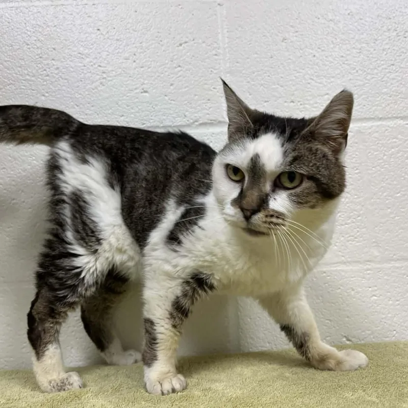 Coraleigh thumbnail 2