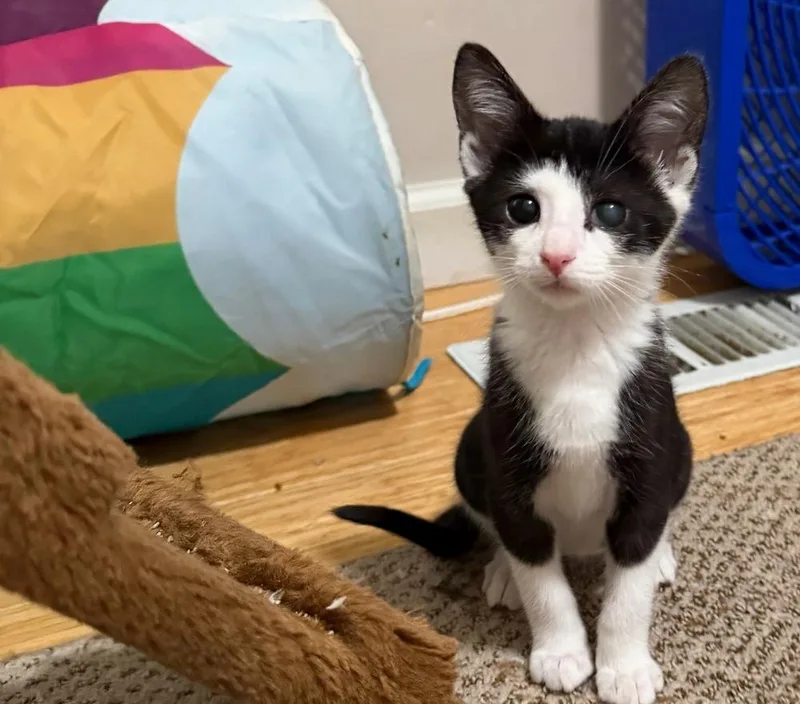 A baby small-sized female Domestic Short Hair cat named Wendy Torrance for adoption in Ferndale, MI