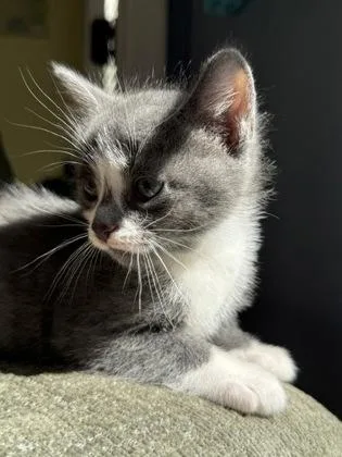 A baby small-sized male Gray & White Domestic Short Hair cat named Gonzo for adoption in Annapolis, MD