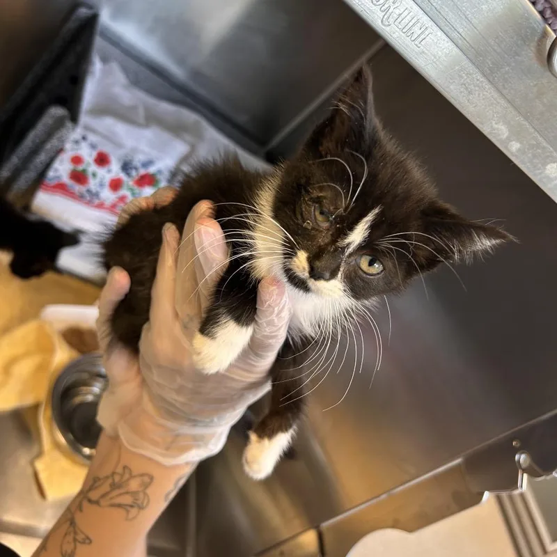 A baby small-sized female Black Domestic Short Hair cat named Nail for adoption in Birdsboro, PA