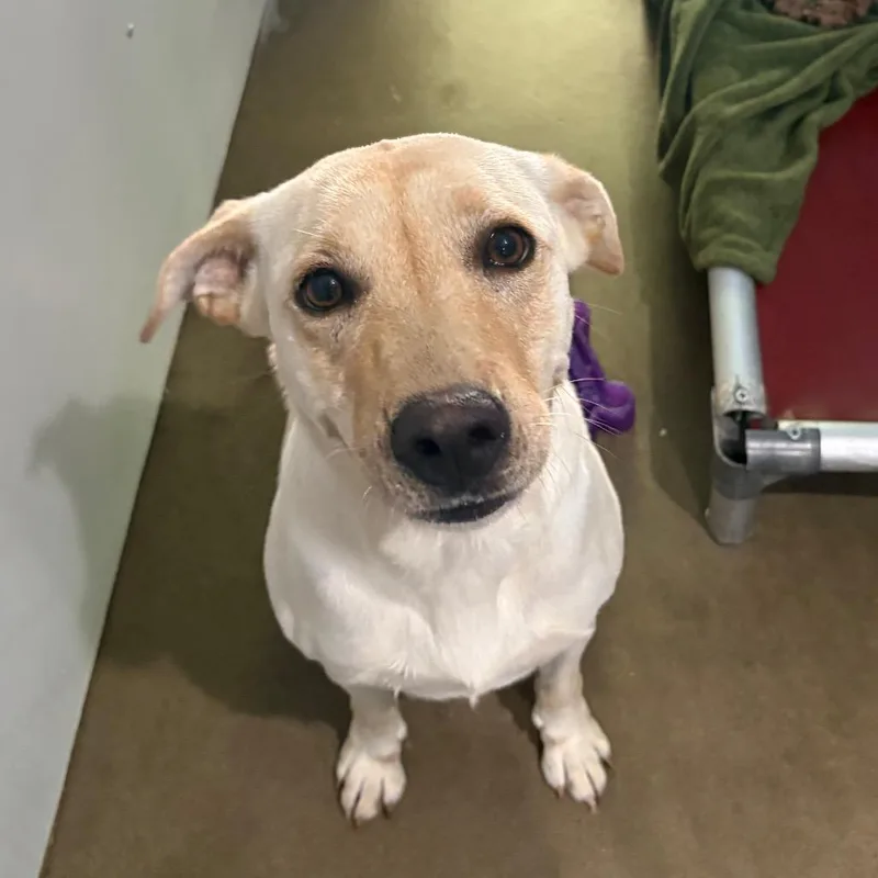 An adult medium-sized female Yellow / Tan / Blond / Fawn Yellow Labrador Retriever dog named Molly for adoption in Belleville, IL