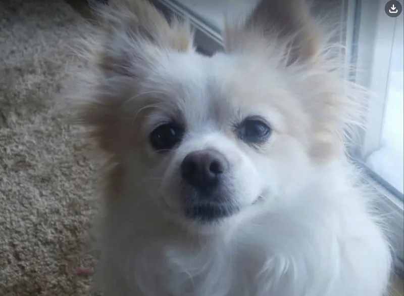 An adult small-sized male Pomeranian dog named Oscar for adoption in Monticello, MN