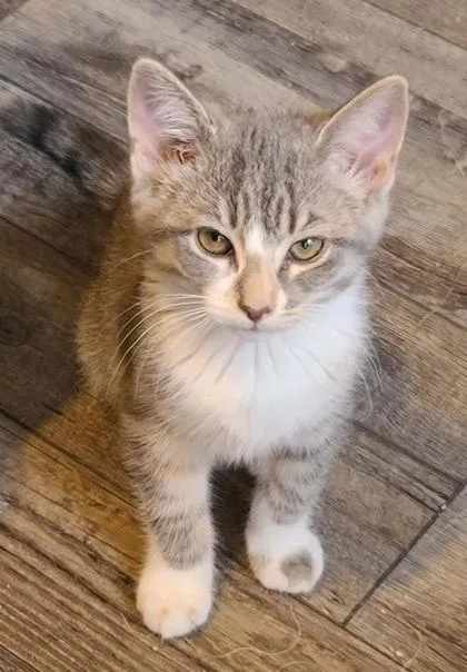 A baby small-sized female Domestic Short Hair cat named Indigo River for adoption in Verona, WI