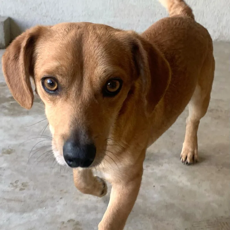 A young small-sized male Red / Chestnut / Orange Mixed Breed dog named Jerry for adoption in San Francisco, CA