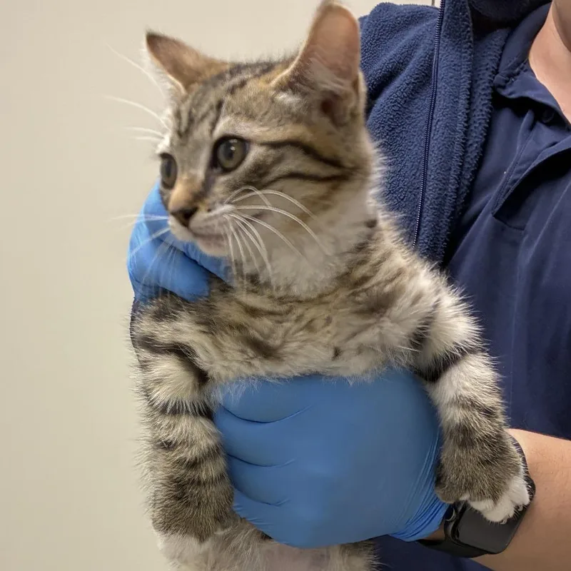 A baby small-sized female Brown / Chocolate Domestic Short Hair cat named Rumi for adoption in Harrisonburg, VA