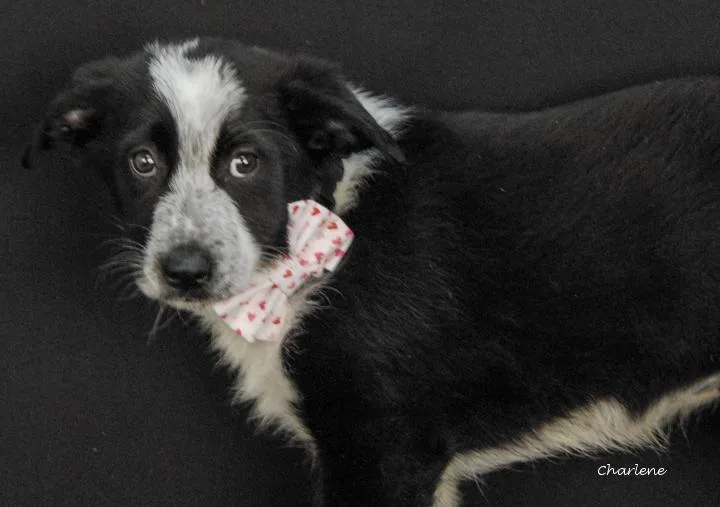 A young medium-sized female Black Border Collie dog named Honey for adoption in Newland, NC