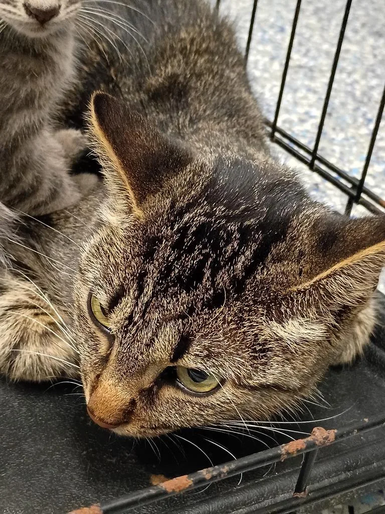 A baby small-sized female Domestic Short Hair cat named Hammy for adoption in Angola, IN