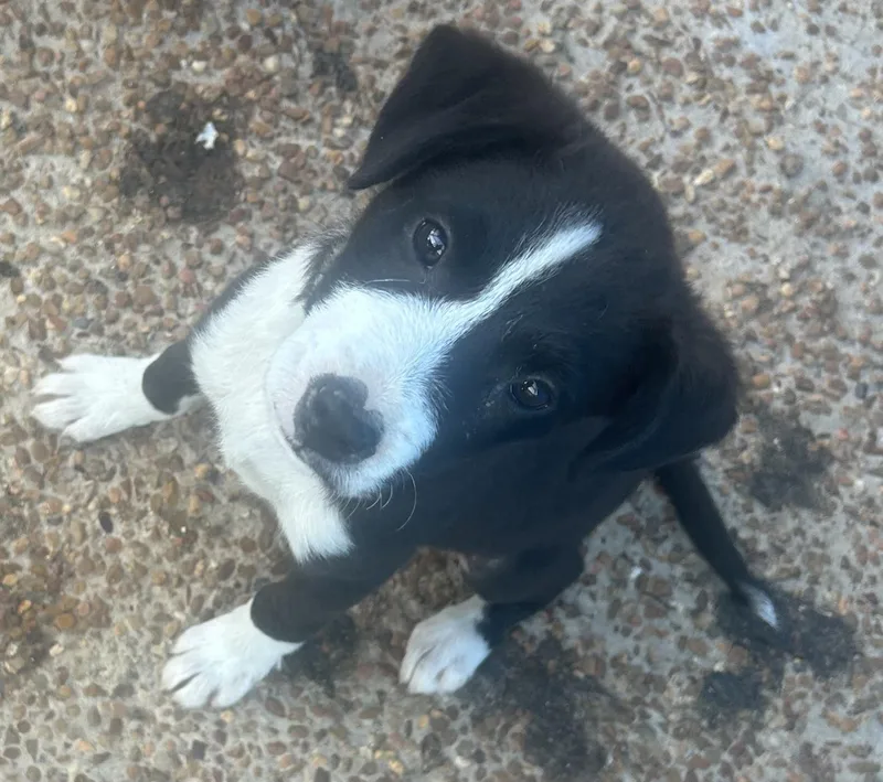 A baby small-sized female Bicolor Mixed Breed dog named Lily for adoption in Bruce, MS