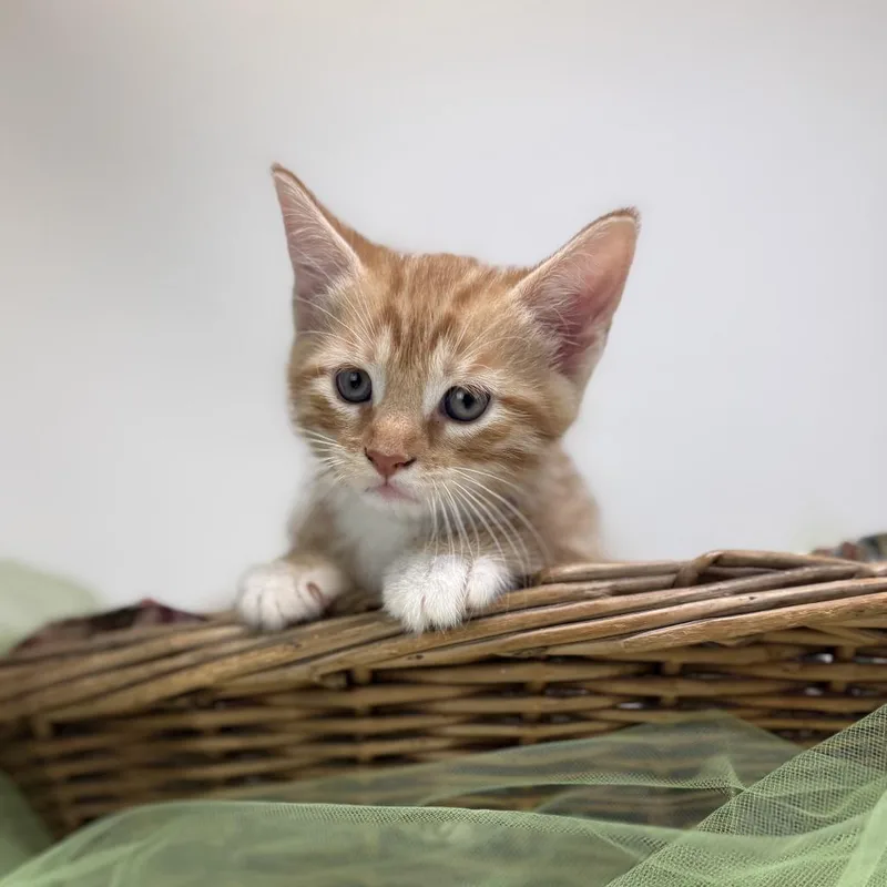 A baby small-sized male Orange / Red Domestic Short Hair cat named Bubblegumc for adoption in East Saint Louis, IL