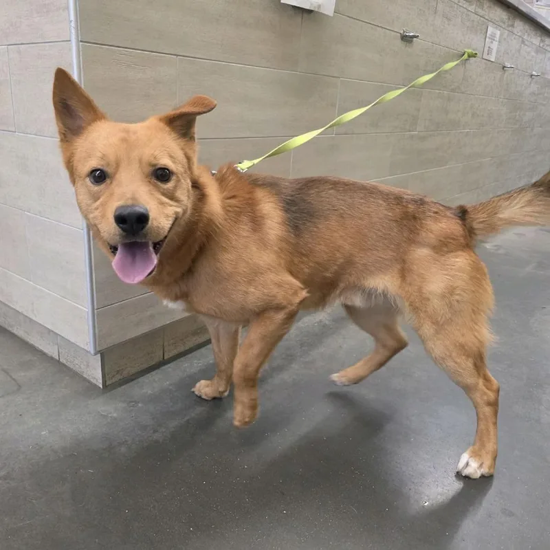 An adult medium-sized male Yellow / Tan / Blond / Fawn Mixed Breed dog named Bluegrass for adoption in Pittsburgh, PA