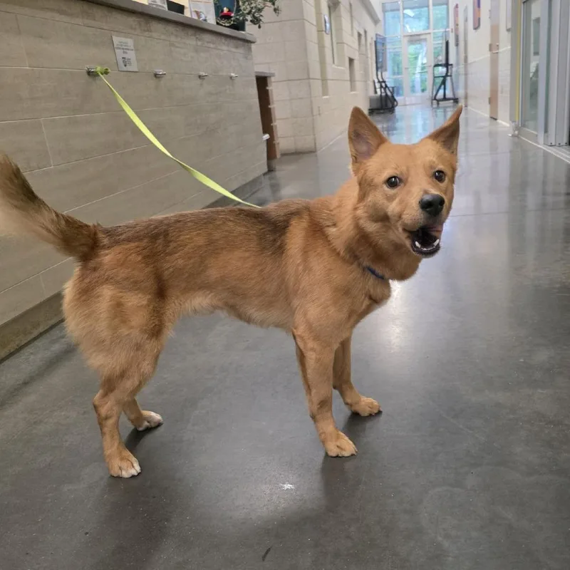 Bluegrass thumbnail 3