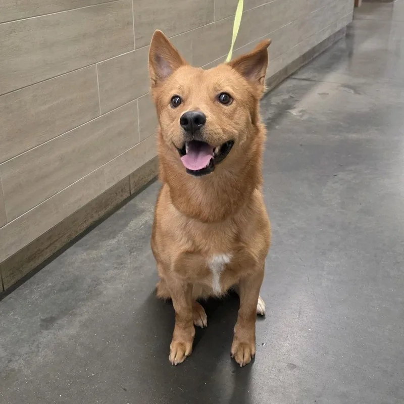 Bluegrass thumbnail 4