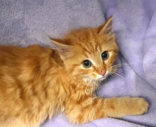 A baby medium-sized male Domestic Medium Hair cat named Gingersnap for adoption in Thief River Falls, MN