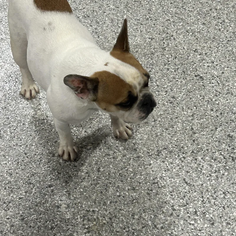 An adult small-sized female Apricot / Beige French Bulldog dog named Legacy  lbs for adoption in Antwerp, OH