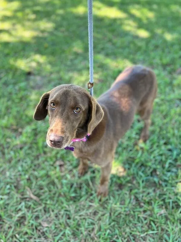 An adult medium-sized female Chocolate Labrador Retriever dog named Molly for adoption in Aiken, SC