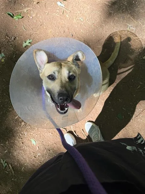 A young small-sized female Black Mouth Cur dog named Ann for adoption in Charlotte, NC