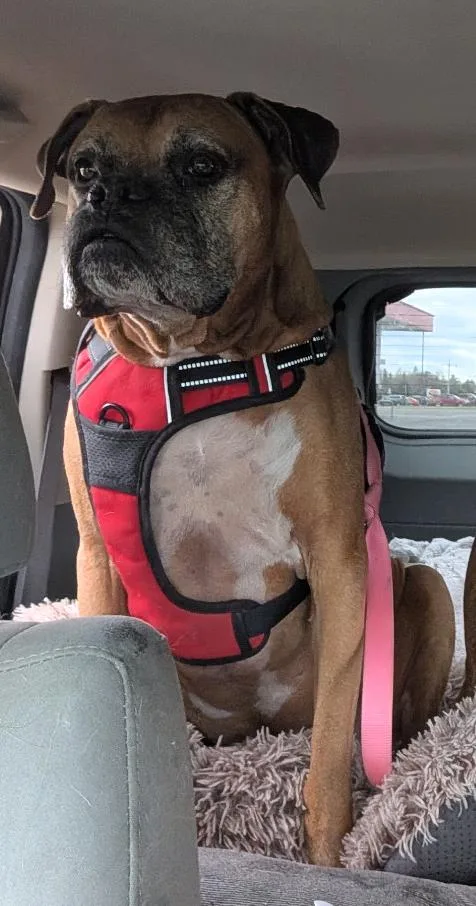 Roscoe thumbnail 2