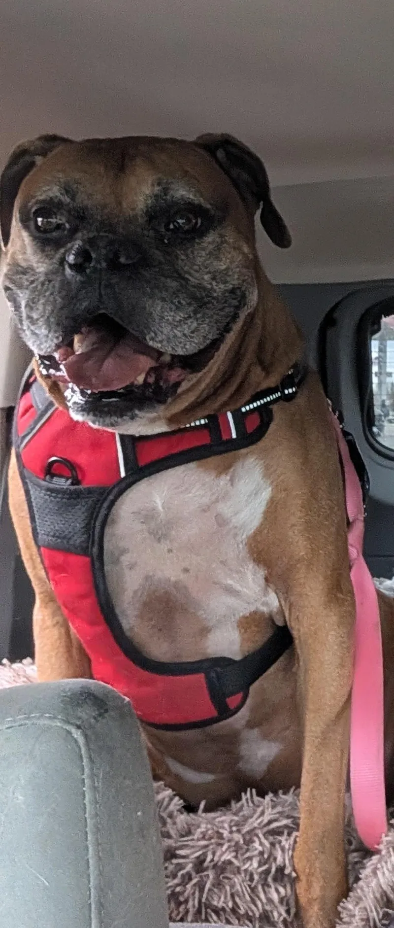 Roscoe thumbnail 3