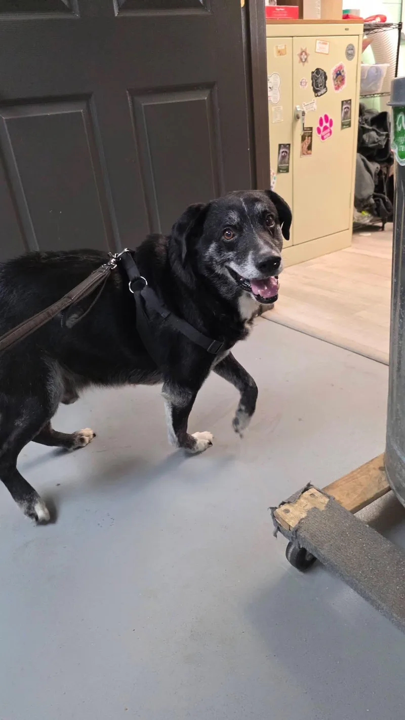 A senior medium-sized male Black Labrador Retriever dog named Harley I Promise Im for adoption in Conway, SC
